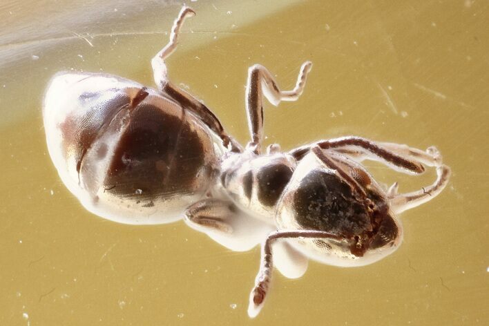Detailed Fossil Ant (Formicidae) In Baltic Amber #352727
